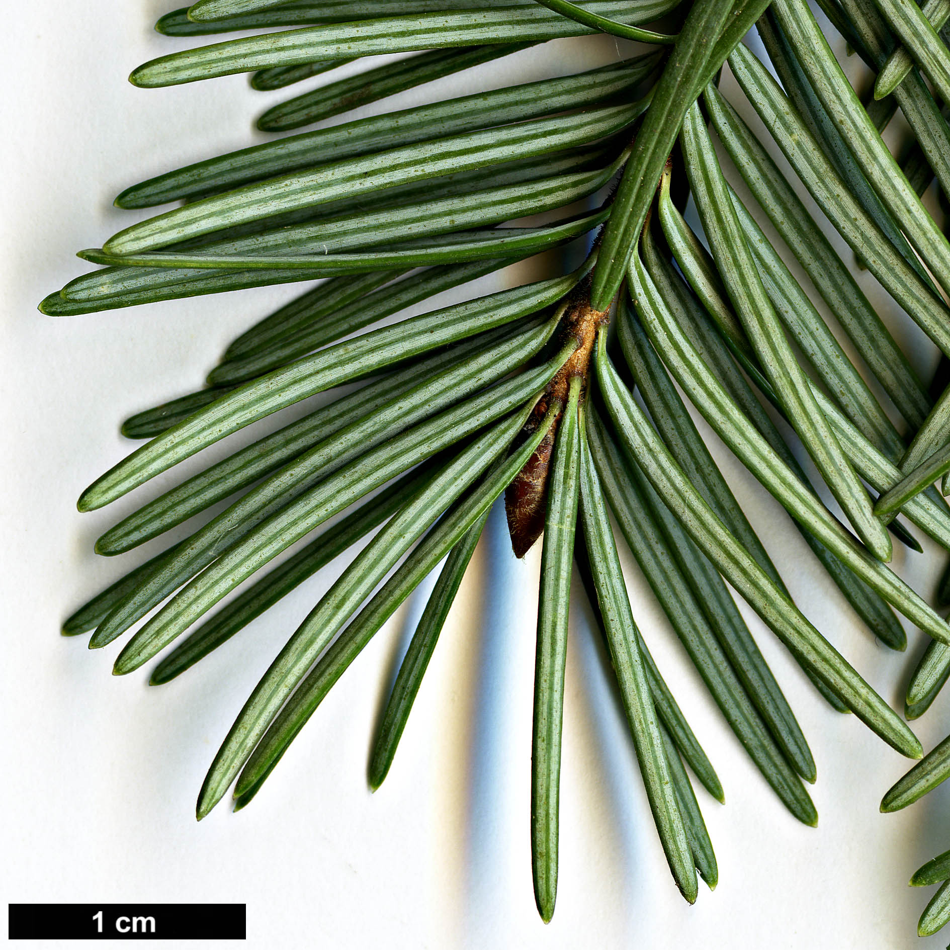 High resolution image: Family: Pinaceae - Genus: Pseudotsuga - Taxon: menziesii - SpeciesSub: var. glauca